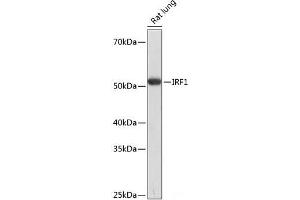 Western blot analysis of extracts of Rat lung using IRF1 Polyclonal Antibody at dilution of 1:1000. (IRF1 抗体)