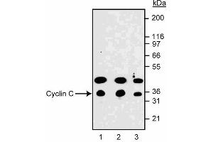 Western blot analysis of cyclin C in NIH 3T3 mouse fibroblasts. (Cyclin C 抗体  (AA 290-303))