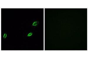 Immunofluorescence (IF) image for anti-Olfactomedin-Like 2A (OLFML2A) (Internal Region) antibody (ABIN1853160) (OLFML2A 抗体  (Internal Region))
