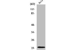 Western Blot analysis of HeLa cells using Cleaved-Caspase-5 p20 (D121) Polyclonal Antibody (CASP5 抗体  (Cleaved-Asp121))