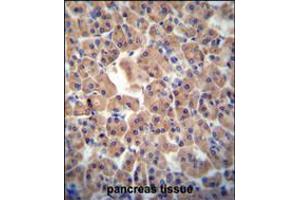 ATPBD3 antibody immunohistochemistry analysis in formalin fixed and paraffin embedded human pancreas tissue followed by peroxidase conjugation of the secondary antibody and DAB staining. (ATPBD3 抗体  (AA 208-236))