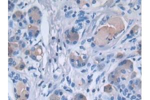 Immunohistochemistry (IHC) image for anti-Paraoxonase 3 (PON3) (AA 2-354) antibody (ABIN7435385)