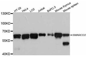 Western blot analysis of extracts of various cell lines, using SMARCD2 antibody (ABIN5998894) at 1:3000 dilution. (SMARCD2 抗体)