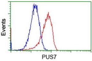 Flow Cytometry (FACS) image for anti-Pseudouridylate Synthase 7 Homolog (PUS7) antibody (ABIN1500515) (PUS7 抗体)