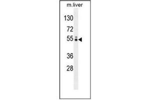 Western blot analysis of GLCCI1 Antibody (N-term) in mouse liver tissue lysates (35ug/lane). (GLCCI1 抗体  (N-Term))