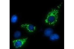 Image no. 3 for anti-tRNA 5-Methylaminomethyl-2-Thiouridylate Methyltransferase (TRMU) antibody (ABIN1501523) (TRMU 抗体)