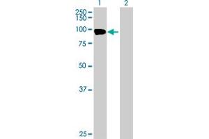 Western Blot analysis of EVI5L expression in transfected 293T cell line by EVI5L MaxPab polyclonal antibody. (EVI5L 抗体  (AA 1-794))
