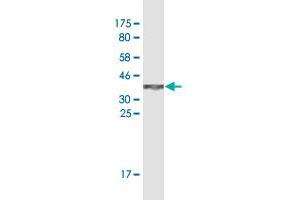 Western Blot detection against Immunogen (37. (SP1 抗体  (AA 89-198))