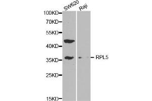 Western blot analysis of extracts of various cell lines, using RPL5 antibody. (RPL5 抗体)