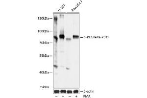 Western blot analysis of extracts of U937 and Raw264. (PKC delta 抗体  (pTyr311))