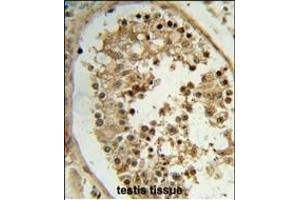 Formalin-fixed and paraffin-embedded human testis tissue reacted with ELOVL2 Antibody (N-term), which was peroxidase-conjugated to the secondary antibody, followed by DAB staining. (ELOVL2 抗体  (N-Term))