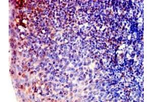Immunohistochemistry of paraffin-embedded human tonsil tissue using ABIN7143081 at dilution of 1:100