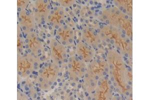 IHC-P analysis of kidney tissue, with DAB staining. (A4GALT 抗体  (AA 94-270))