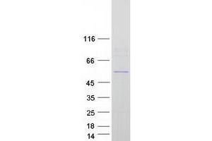 Western Blotting (WB) image for Solute Carrier Family 39 (Zinc Transporter), Member 7 (SLC39A7) (Transcript Variant 2) protein (Myc-DYKDDDDK Tag) (ABIN2732173)