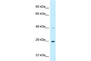 WB Suggested Anti-DNAJC9 Antibody Titration: 1. (DNAJC9 抗体  (C-Term))