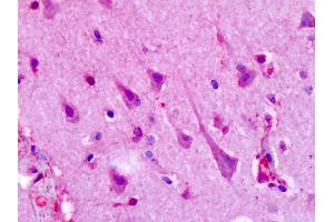 Anti-HTR1F / 5-HT1F antibody IHC of human brain, cortex, neurons. (HTR1F 抗体  (C-Term))
