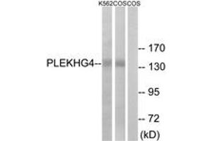Western Blotting (WB) image for anti-Pleckstrin Homology Domain Containing, Family G (With RhoGef Domain) Member 4 (PLEKHG4) (AA 654-703) antibody (ABIN2890552) (PLEKHG4 抗体  (AA 654-703))