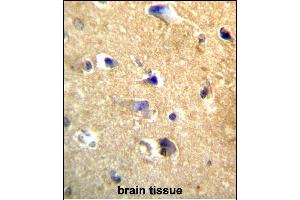 CDH22 Antibody (Center) (ABIN657168 and ABIN2846301) immunohistochemistry analysis in formalin fixed and paraffin embedded human brain tissue followed by peroxidase conjugation of the secondary antibody and DAB staining. (CDH22 抗体  (AA 411-440))