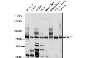 Western blot analysis of extracts of various cell lines, using P antibody (ABIN6130631, ABIN6145213, ABIN6145214 and ABIN6214119) at 1:1000 dilution. (PAP Associated Domain Containing 7 (PAPD7) (AA 303-542) 抗体)