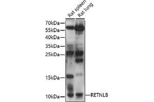 Western blot analysis of extracts of various cell lines, using RETNLB antibody (ABIN7269918) at 1:1000 dilution. (RETNLB 抗体  (AA 1-111))