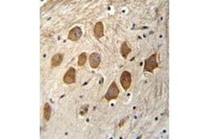 Immunohistochemistry analysis in formalin fixed and paraffin embedded human brain tissue reacted with HCFC1R1 / HPIP Antibody (N-term) followed by peroxidase conjugation of the secondary antibody and DAB staining. (HCFC1R1 抗体  (N-Term))