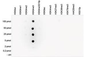 Cross reactivity test using the Histone H3 (K9me3) antibody. (HIST1H3A 抗体  (3meLys9))