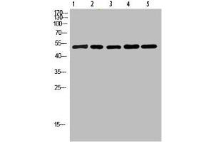 Western Blot analysis of 1,mouse-lung 2,mouse-brain 3,mouse-spleen 4,mouse-kidney 5,mouse-heart cells using primary antibody diluted at 1:500(4 °C overnight).