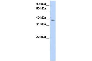 NCF4 antibody used at 1 ug/ml to detect target protein.