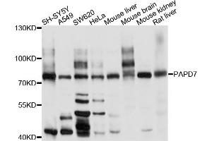 Western blot analysis of extracts of various cell lines, using PAPD7 antibody. (PAP Associated Domain Containing 7 (PAPD7) 抗体)