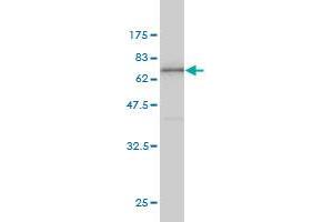 Western Blotting (WB) image for anti-Annexin A2 (ANXA2) (AA 19-357) antibody (ABIN559875)