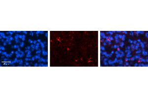 CRSP9 antibody - N-terminal region          Formalin Fixed Paraffin Embedded Tissue:  Human Pineal Tissue    Observed Staining:  Cytoplasm and nuclear membrane in Human Pineal Tissue   Primary Antibody Concentration:  1:100    Secondary Antibody:  Donkey anti-Rabbit-Cy3    Secondary Antibody Concentration:  1:200    Magnification:  20X    Exposure Time:  0. (MED7 抗体  (N-Term))