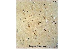 ZN antibody (N-term) (ABIN654806 and ABIN2844480) immunohistochemistry analysis in formalin fixed and paraffin embedded human brain tissue followed by peroxidase conjugation of the secondary antibody and DAB staining. (ZNF536 抗体  (N-Term))