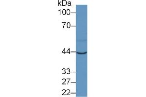 Western Blotting (WB) image for anti-Glutamic-Oxaloacetic Transaminase 1, Soluble (Aspartate Aminotransferase 1) (GOT1) (AA 1-413) antibody (ABIN7426220)