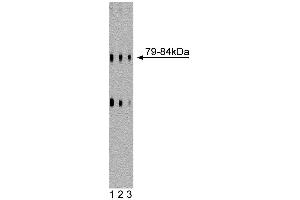 Western blot analysis of DLP1 on a rat cerebrum lysate. (CSRP2 抗体  (AA 601-722))