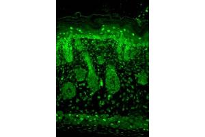 Immunohistochemistry (IHC) image for anti-Potassium Inwardly-Rectifying Channel, Subfamily J, Member 2 (KCNJ2) (AA 41-64) antibody (ABIN361769)