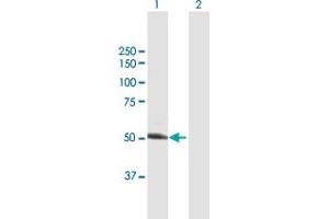 Western Blot analysis of UGP2 expression in transfected 293T cell line by UGP2 MaxPab polyclonal antibody. (UGP2 抗体  (AA 1-508))