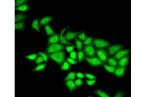Immunofluorescence analysis of U2OS cell using POLE3 antibody. (POLE3 抗体)