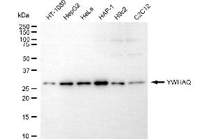 anti-14-3-3 theta (YWHAQ) antibody