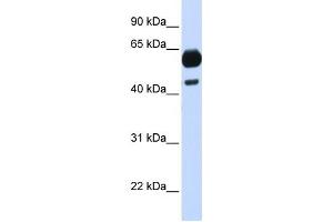 CDC25A antibody (70R-10483) used at 0. (CDC25A 抗体  (Middle Region))