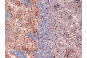 Immunohistochemistry (IHC) image for anti-Potassium Voltage-Gated Channel, Shab-Related Subfamily, Member 2 (KCNB2) (N-Term) antibody (ABIN6658108)
