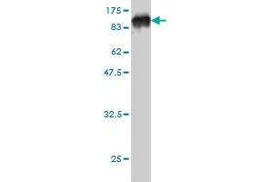 Western Blot detection against Immunogen (94. (PDIA4 抗体  (AA 21-645))