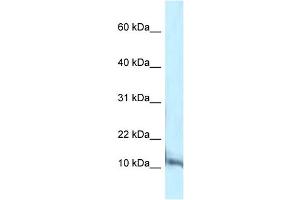 WB Suggested Anti-Pcbd1 Antibody Titration: 1.