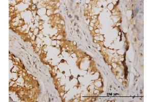Immunoperoxidase of monoclonal antibody to NME2 on formalin-fixed paraffin-embedded human testis. (NME2 抗体  (AA 51-152))