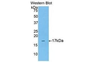 Western Blotting (WB) image for anti-Annexin A3 (ANXA3) (AA 19-154) antibody (ABIN1176350) (Annexin A3 抗体  (AA 19-154))