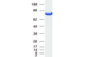 Validation with Western Blot (Gephyrin Protein (GPHN) (Transcript Variant 1) (Myc-DYKDDDDK Tag))