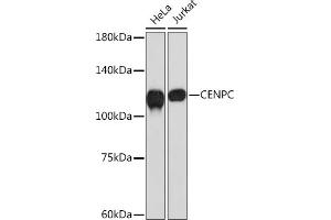 Western blot analysis of extracts of various cell lines, using CENPC Rabbit mAb (ABIN7266273) at 1:1000 dilution. (Centromere Protein C Pseudogene 1 (CENPCP1) 抗体)