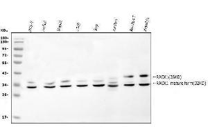 Western blot analysis of RACK1 using anti-RACK1 antibody (ABIN3042427).