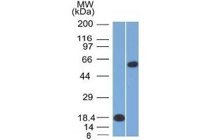 Western Blotting (WB) image for anti-POU domain, class 2, transcription factor 2 (POU2F2) (AA 112-297) antibody (ABIN6940359)