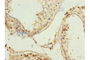 Immunohistochemistry of paraffin-embedded human testis tissue using ABIN7159199 at dilution of 1:100 (REC8 抗体  (AA 1-270))