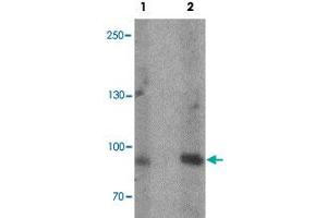 Western blot analysis of rat heart tissue lysate with FCHO2 polyclonal antibody  at (1) 1 and (2) 2 ug/mL. (FCHO2 抗体  (Internal Region))